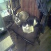 Here you can see Commodore and Tsunami doubling up their efforts to keep me out of my computer chair.  The bastards.